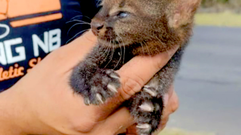 Rescataron a un cachorro de puma en una ruta correntina