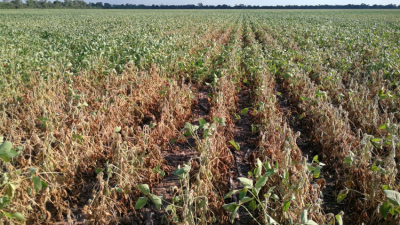 Por cada tonelada de soja, al productor del norte argentino le quedan 25.500 pesos