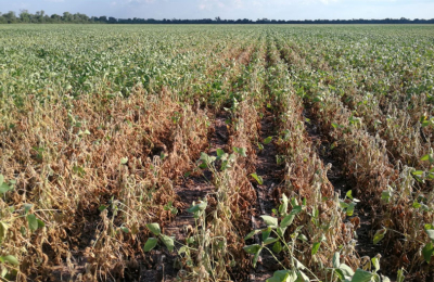 Por cada tonelada de soja, al productor del norte argentino le quedan 25.500 pesos 