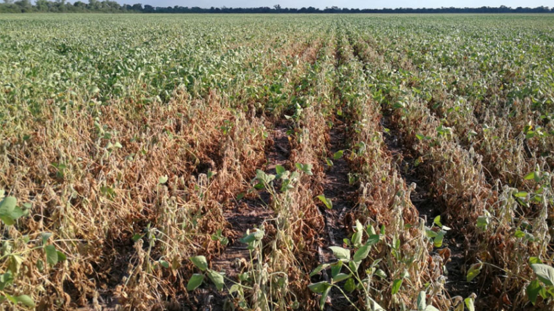 Por cada tonelada de soja, al productor del norte argentino le quedan 25.500 pesos