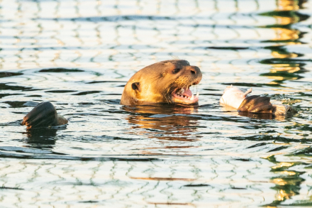 nutria7.jpg