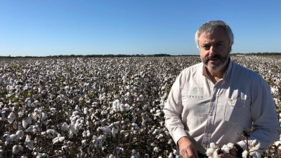 Algodón: Un cultivo que busca su lugar en un entorno incierto y una estrategia adecuada