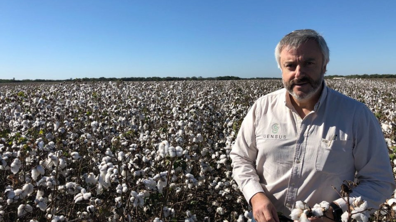 Algodón: Un cultivo que busca su lugar en un entorno incierto y una estrategia adecuada
