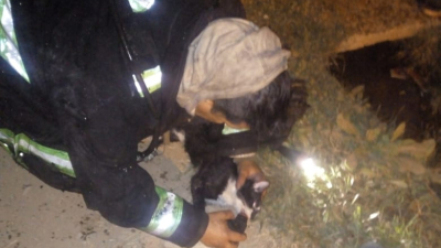 El maravilloso rescate de los Bomberos a un gatito en pleno incendio