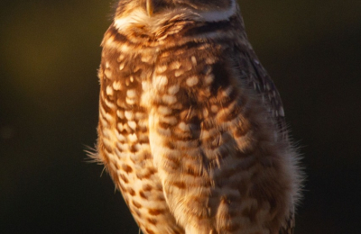Corrientes es líder en Rewilding y producción de naturaleza en argentina
