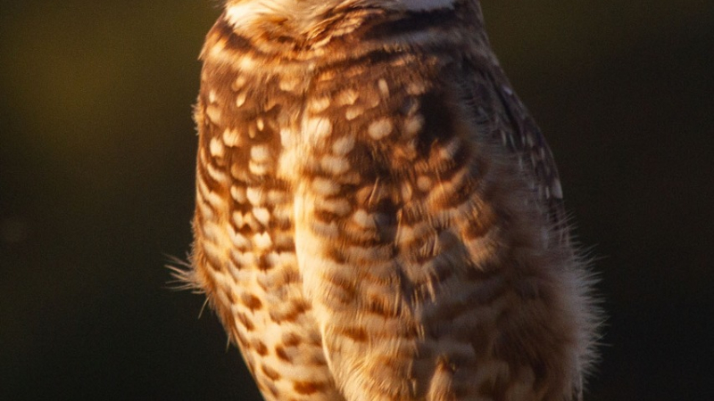 Corrientes es líder en Rewilding y producción de naturaleza en argentina