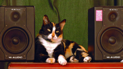 Acudieron a la policía por una fiesta clandestina y era un gato que sabía poner música