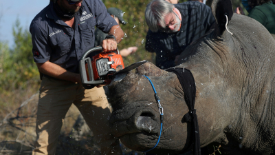 Sudáfrica: aumenta la caza furtiva de rinocerontes