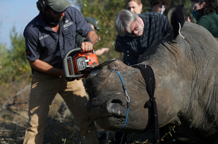 rhinoceros1.jpg