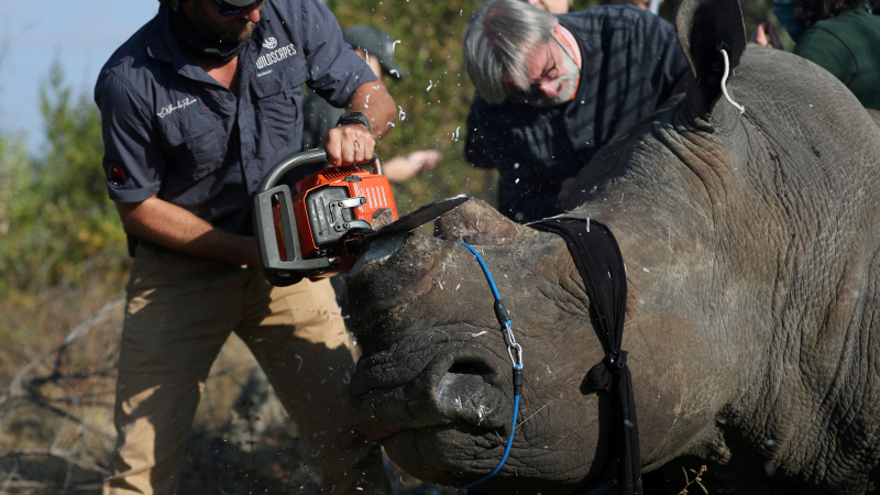 Sudáfrica: aumenta la caza furtiva de rinocerontes