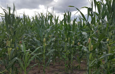 Se abre el registro de intención de siembra para el maíz, sorgo, soja y tabaco