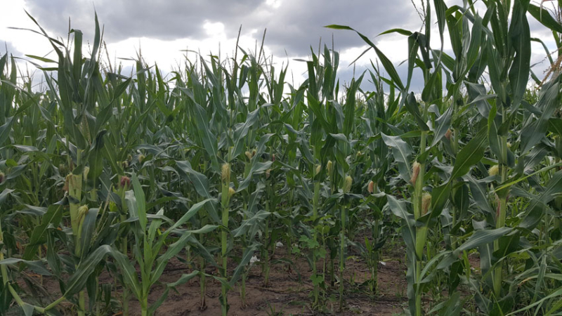 Se abre el registro de intención de siembra para el maíz, sorgo, soja y tabaco
