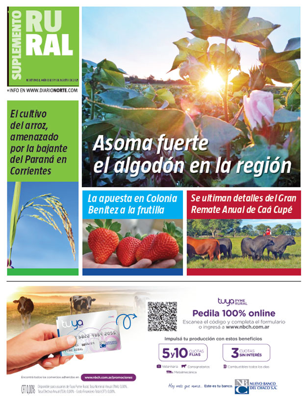 Asoma fuerte el algodón en la región