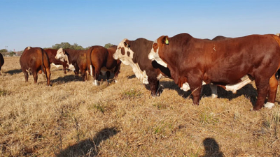 A menos dos semanas del gran remate anual de la cabaña Caá Cupé
