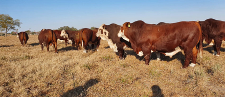 toros-rusticos.jpg