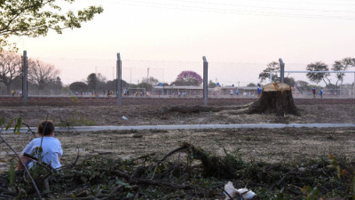 Indignación en Margarita Belén: el municipio cortó un árbol de tipa de 200 años