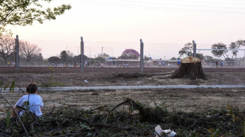 Indignación en Margarita Belén: el municipio cortó un árbol de tipa de 200 años