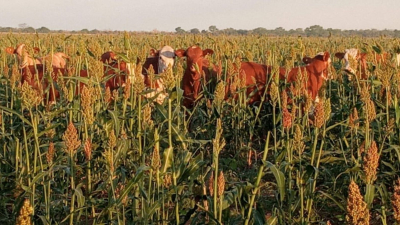 Potencialidad multipropósito del sorgo en sistemas mixtos