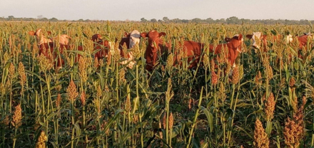 58sorgo ganaderia.jpeg