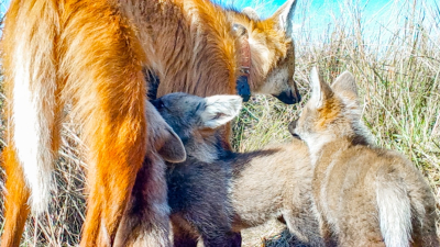 Primeras imágenes de los cachorros de Aguará Guazú