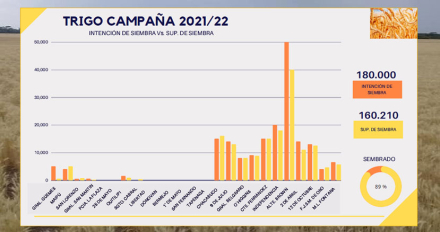 CampañaTrigo.jpg