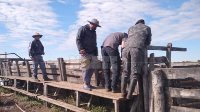 Un policía lideraba una banda de cuatreros: debe seguir preso