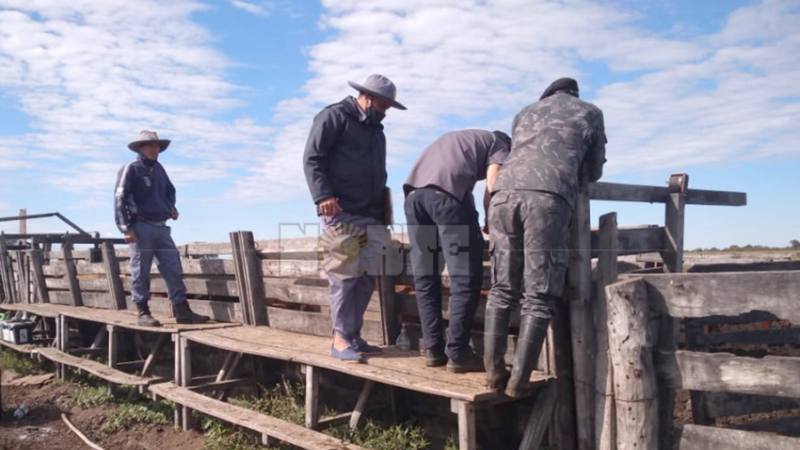 Un policía lideraba una banda de cuatreros: debe seguir preso