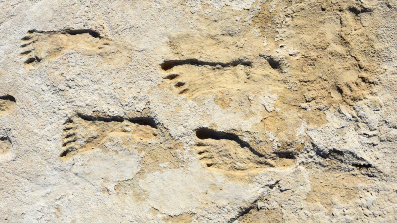 Huellas de 23000 años reescriben la historia humana de América del Norte