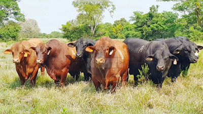 Raúl Romero Feris (h): "Se abren las pre-ofertas del segundo remate del año de Cabaña Caá Cupé