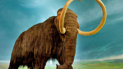 Un grupo de genetistas planea resucitar al mamut lanudo en unos tres años