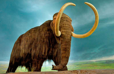 Un grupo de genetistas planea resucitar al mamut lanudo en unos tres años