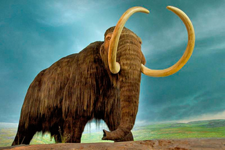 Mamut.jpg