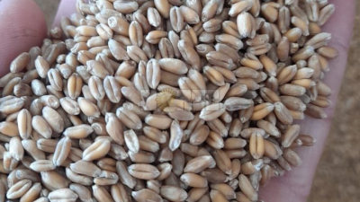 Productor de La Verde obtuvo 2.600 kilos por hectárea de trigo