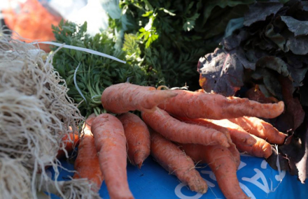 Frutihortricultura1.jpg