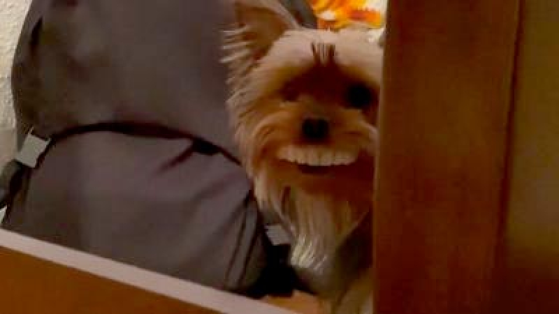 Un perrito le robó la dentadura postiza a su dueño y enloquece en las redes