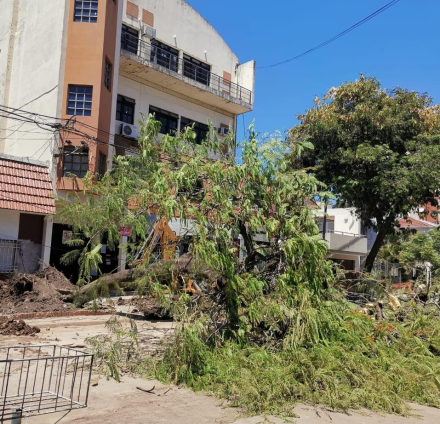 06 - arbol 1 c.jpg copy