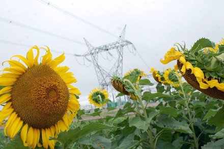 girasol.jpg