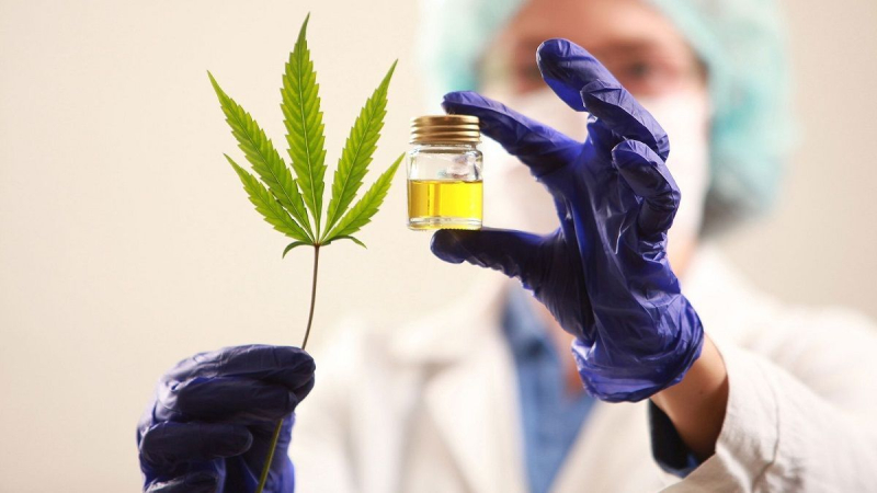 Chaco será sede, por primera vez, de la Expo Industria Cannabis y Cáñamo
