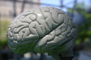 cerebro01.jpg