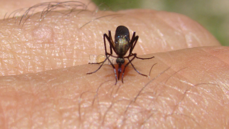 Lo que faltaba: Resistencia invadida por mosquitos