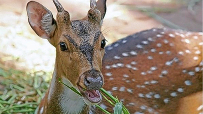 Sáenz Peña: Mataron a palazos ciervos del zoo y los carnearon para asarlos