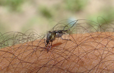 mosqui2.jpg