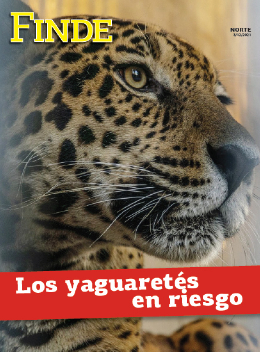 Los yaguaretés en riesgo