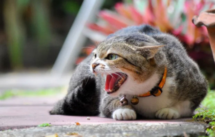 gato.jpg
