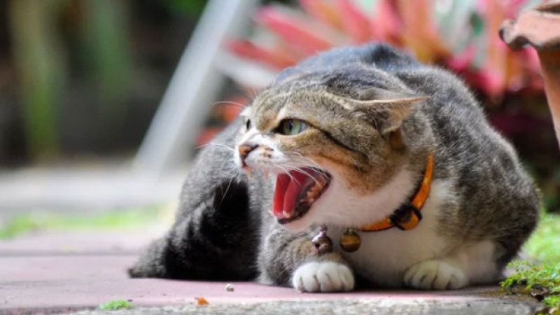 Desarrollaron un cuestionario para identificar si su gato es un psicópata