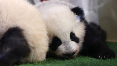 Encontraron el fósil de un panda gigante de más de 100 mil años de antigüedad