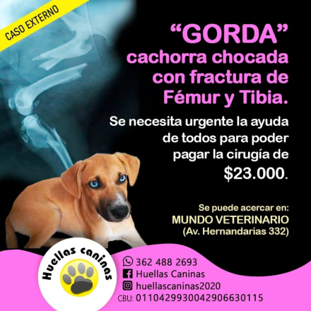Gorda cachorra 3.jfif