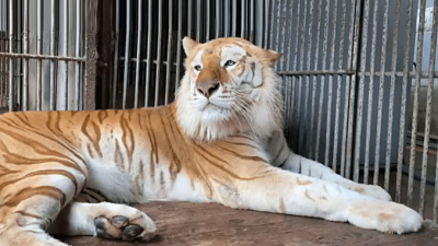 Un tigre le arrancó una mano a su cuidadora en un zoológico de Japón