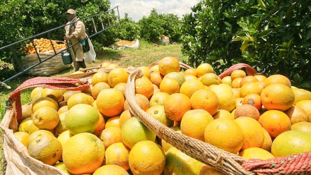 citricos.jpg