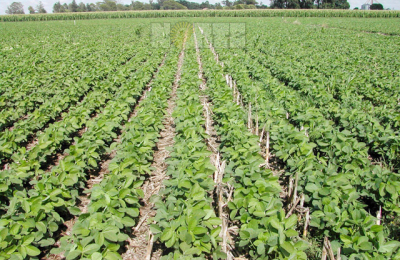 La soja manda en cantidad de hectáreas en el Chaco
